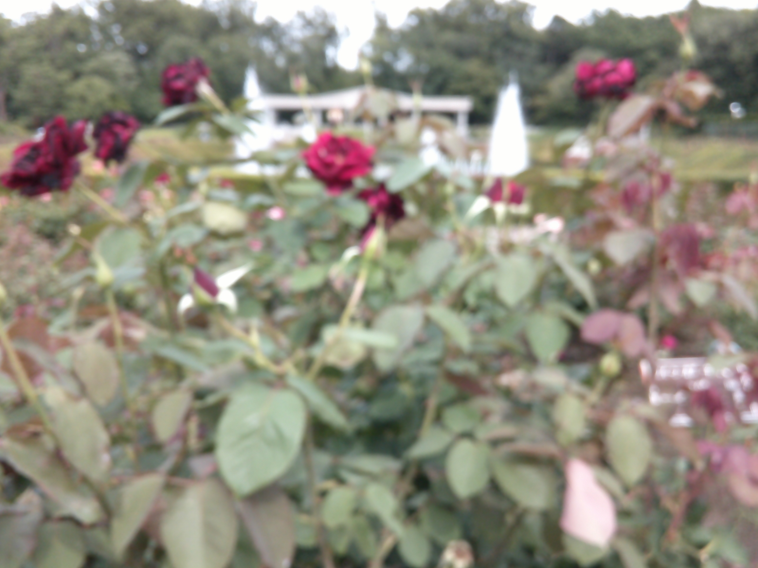 DSCF11